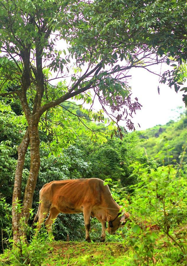 Du Gia Nalien View Homestay Làng Cac Dış mekan fotoğraf