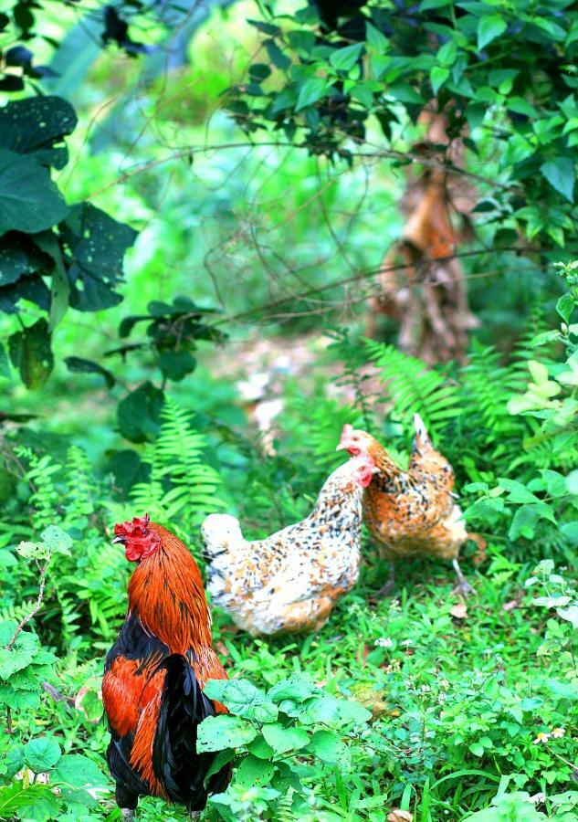 Du Gia Nalien View Homestay Làng Cac Dış mekan fotoğraf